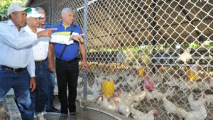 Newcastle deja pérdidas millonarias en avícolas dominicanas