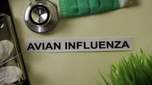 Nueve países reportan influenza aviar en aves de corral