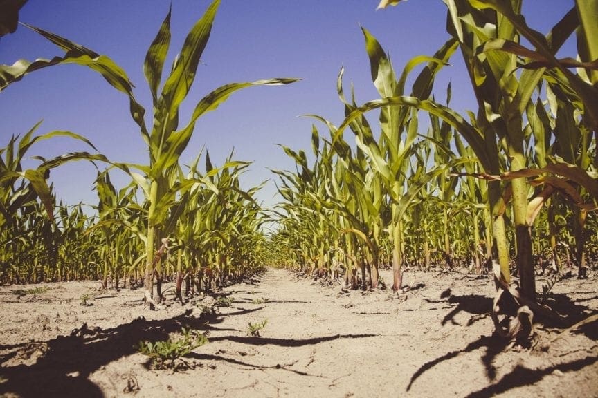 Ecuador: bajan precio del maíz amarillo, pero sigue caro