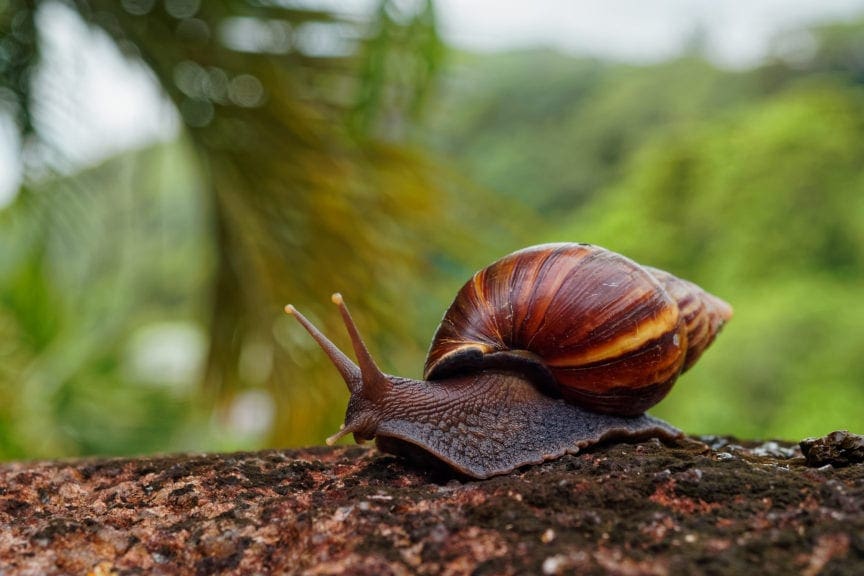 Avicultura de pastoreo, ¡ojo con el caracol africano!