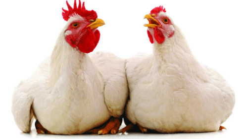 Los 10 artículos avícolas más leídos de noviembre 2020