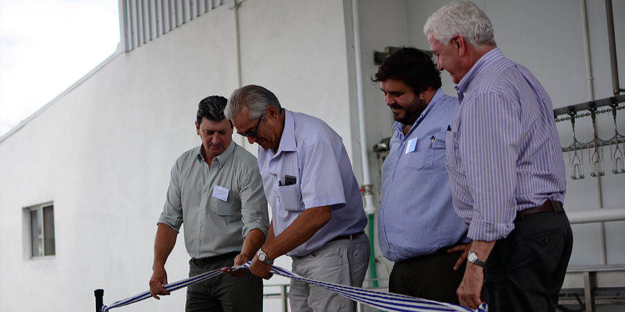 Avícolas uruguayas estrenan sistema de control de faena