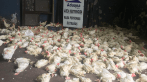 Contrabando pone en jaque a avicultores paraguayos