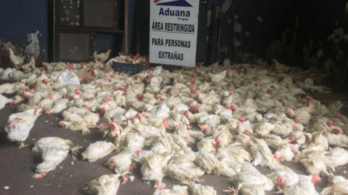 Paraguay: 2 millones de kilos de pollo al mes en contrabando