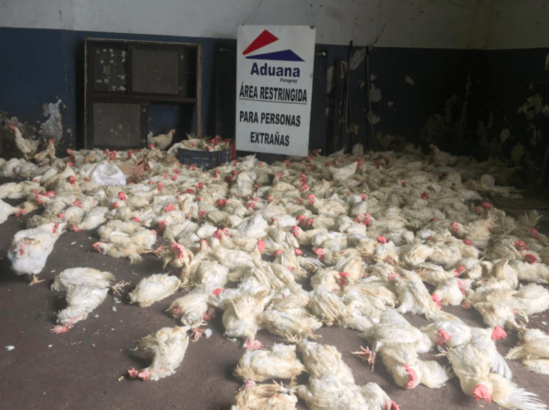Paraguay: 2 millones de kilos de pollo al mes en contrabando
