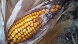 Adisseo presenta resultados de micotoxinas en maíz español