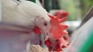 Ponderar entre rentabilidad y exigencias en avicultura