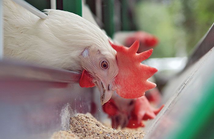 Ponderar entre rentabilidad y exigencias en avicultura