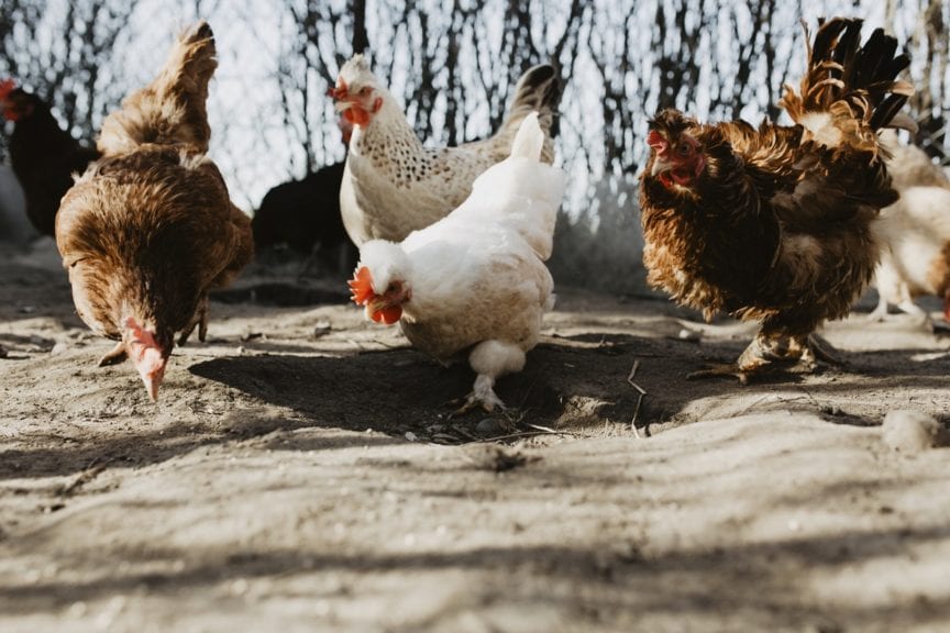 El peligro de hacer caridad y populismo con los pollos
