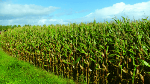 Brasil puede producir más maíz para alimentos balanceados