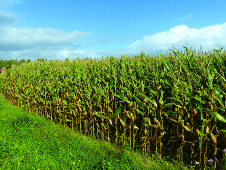 Brasil puede producir más maíz para alimentos balanceados