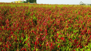 Paprika: un pigmento para la yema que siempre ha estado ahí