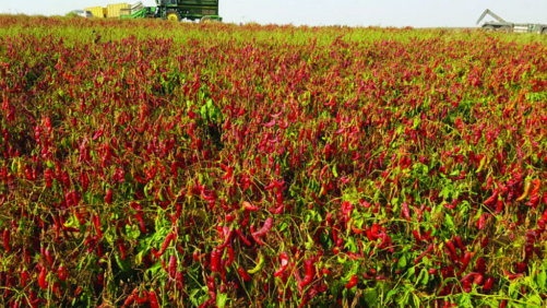 Paprika: un pigmento para la yema que siempre ha estado ahí