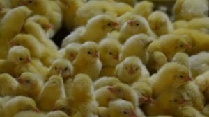 IPC: coronavirus no debe frenar negocio de genética avícola
