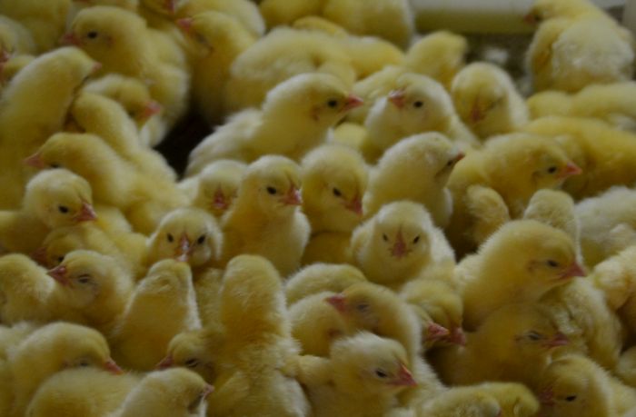 IPC: coronavirus no debe frenar negocio de genética avícola