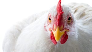 Malas noticias avícolas en Honduras, Venezuela y Bolivia
