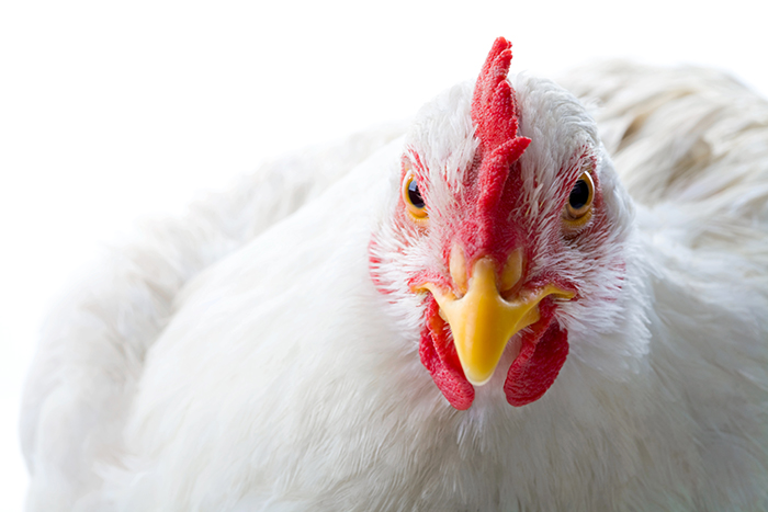 Malas noticias avícolas en Honduras, Venezuela y Bolivia