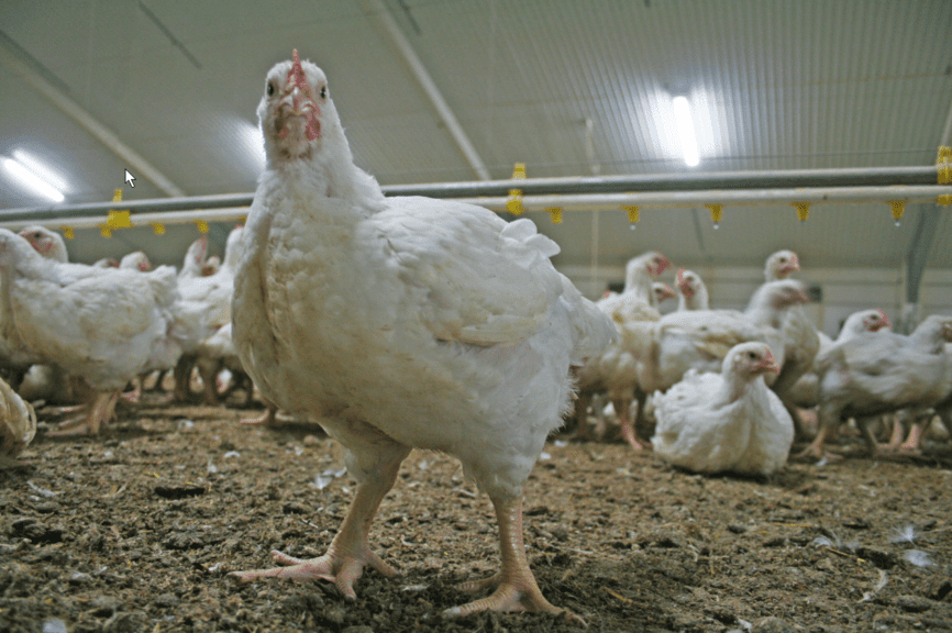 Cámaras, visión y vocalización para el bienestar avícola