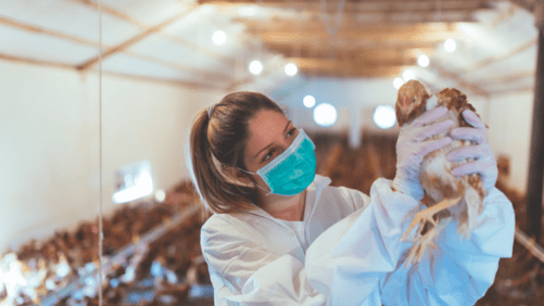 Mujeres se abren paso en la avicultura latinoamericana