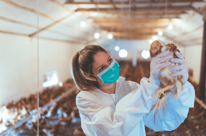 Mujeres se abren paso en la avicultura latinoamericana