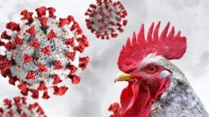 COVID-19: Amenazas y oportunidades para la avicultura