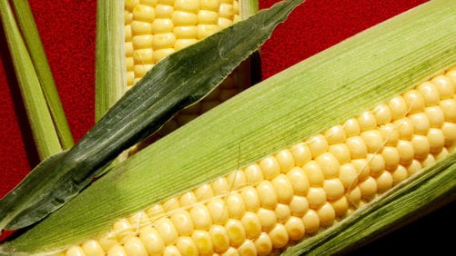Colombia: estudian quitar aranceles al maíz y la soya
