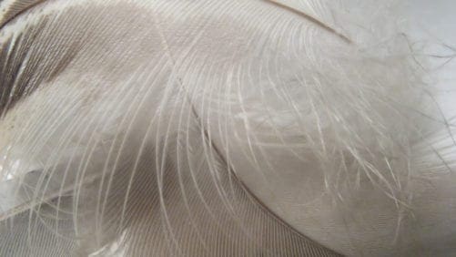 Mejoran hidrólisis con bacterias para harina de plumas