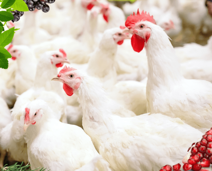 Extractos botánicos para aves: mejor peso y calidad de carne