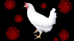Anticuerpos del pollo ayudan en la lucha contra el COVID-19
