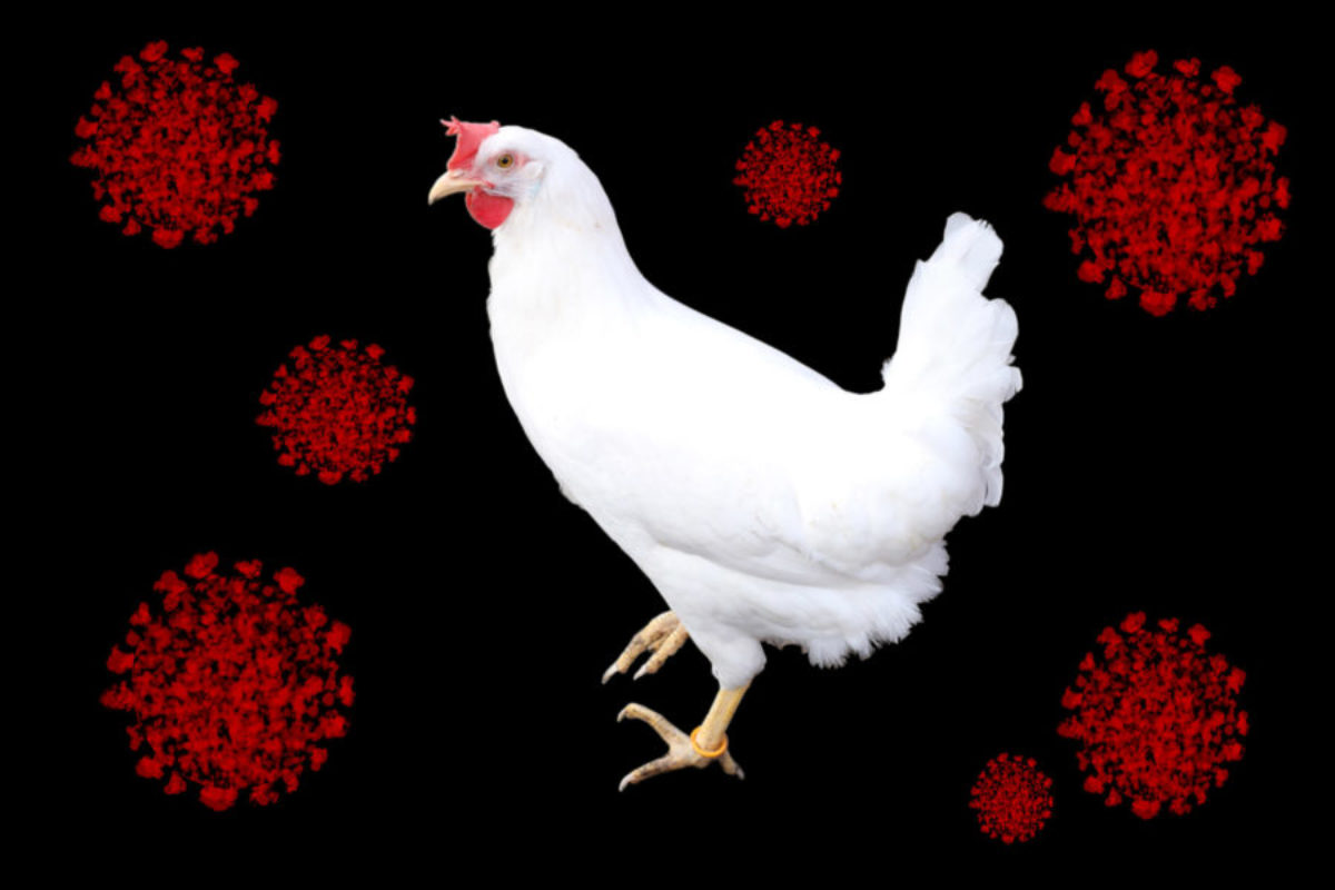 Anticuerpos del pollo ayudan en la lucha contra el COVID-19 | Industria  Avícola