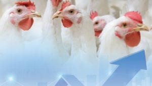 Alimento avícola equilibra costos con exigencias del mercado