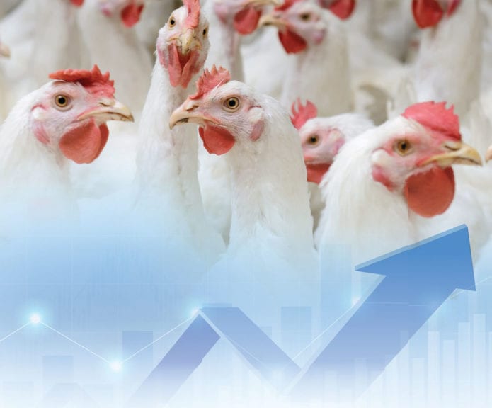 Alimento avícola equilibra costos con exigencias del mercado