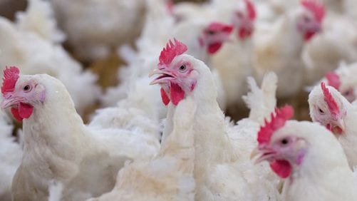 Uruguay presenta cambios a regulación del agro y avicultura