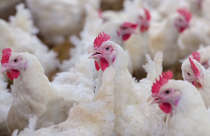 Los pollos y las gallinas tampoco tienen la culpa