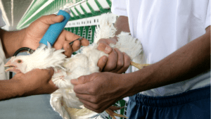 4 medidas en granjas avícolas contra la resistencia a los antimicrobianos