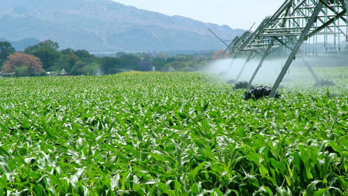Bolivia podría triplicar su producción de maíz y soya