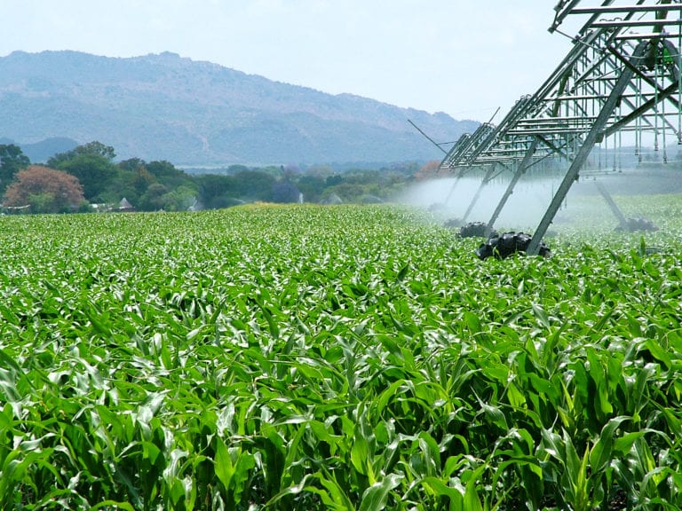 Bolivia podría triplicar su producción de maíz y soya