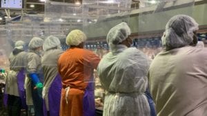 FAO pide más protección para trabajadores en plantas avícolas