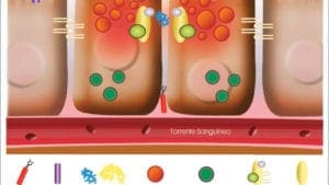 Gestión del impacto de micotoxinas en la inmunidad avícola