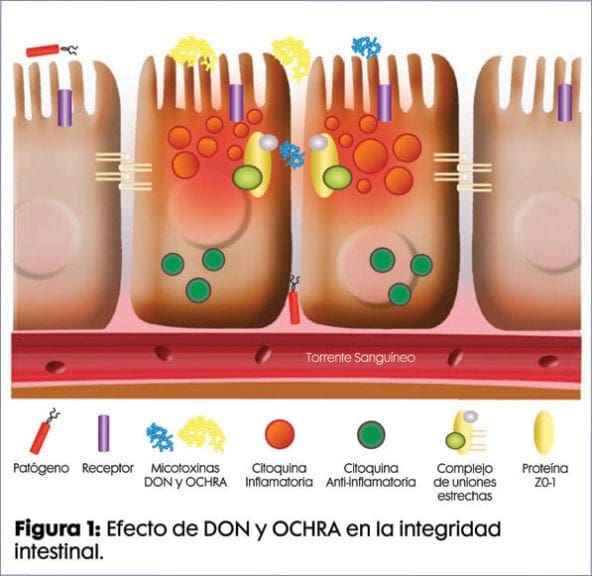 Gestión del impacto de micotoxinas en la inmunidad avícola