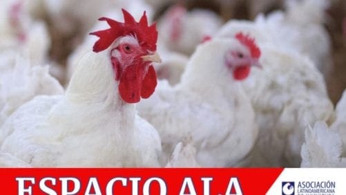 Programa de apoyo a investigación en Ciencias Avícolas de ALA