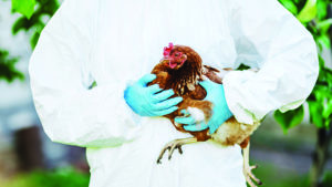 Actualización sobre el estado sanitario avícola en Latam