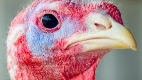 Los 13 mayores productores de pavo en Latinoamérica