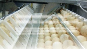 Recomendaciones para la incubación de huevos de pavos