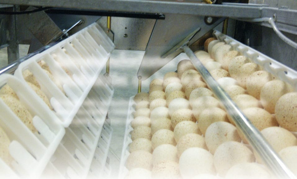 Recomendaciones para la incubación de huevos de pavos