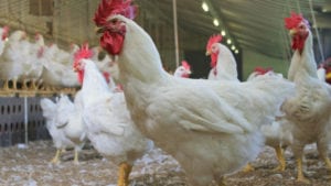 Perú: Minagri actualizó guías de buenas prácticas avícolas