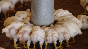 Estrategias para muchos pollos en granjas, sin mercado