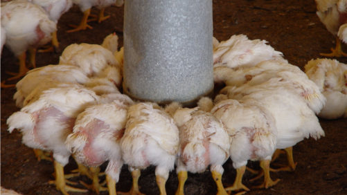 Estrategias para muchos pollos en granjas, sin mercado