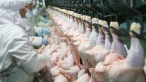 Exportación brasileña de pollo iguala en volumen a 2019
