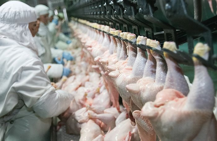 Rusia sigue siendo el principal destino del pollo paraguayo